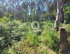 Terreno R�stico - Gi�o, Vila do Conde, Porto - Miniatura: 5/5