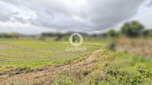 Terreno R�stico - Junqueira, Vila do Conde, Porto - Miniatura: 4/17