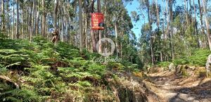 Terreno R�stico - Ruiv�es, Vila Nova de Famalic�o, Braga