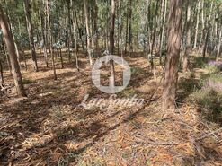 Terreno R�stico - Bagunte, Vila do Conde, Porto - Miniatura: 8/16