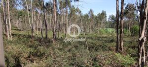 Terreno R�stico - Fradelos, Vila Nova de Famalic�o, Braga - Miniatura: 2/4