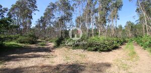 Terreno R�stico - Fradelos, Vila Nova de Famalic�o, Braga - Miniatura: 3/4