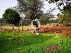 Quinta - Esmeriz, Vila Nova de Famalico, Braga - Miniatura: 14/14
