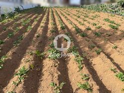 Terreno R�stico - Alvarelhos, Trofa, Porto - Miniatura: 6/8