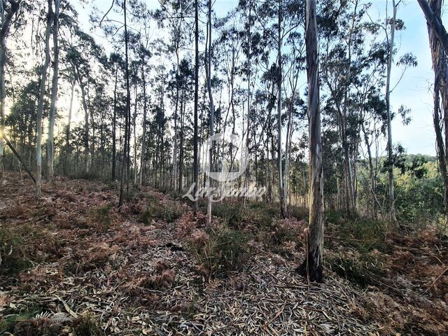 Terreno R�stico - Retorta, Vila do Conde, Porto - Imagem grande