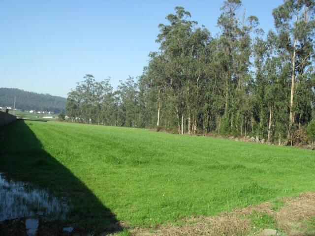 Terreno R�stico - Rates, P�voa de Varzim, Porto - Imagem grande