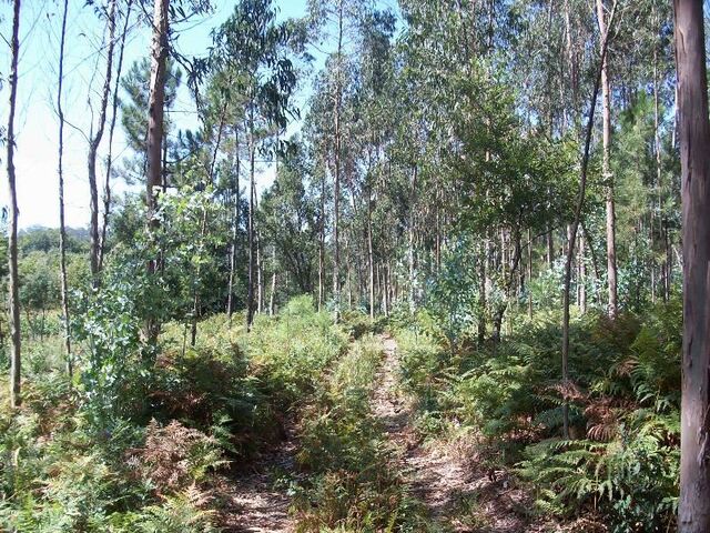 Terreno R�stico - Junqueira, Vila do Conde, Porto - Imagem grande