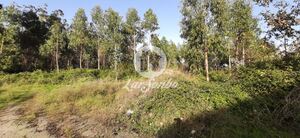 Terreno R�stico - Arvore, Vila do Conde, Porto - Miniatura: 1/3