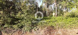 Terreno R�stico - Arvore, Vila do Conde, Porto - Miniatura: 2/3