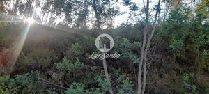 Terreno R�stico - Bougado, Trofa, Porto - Miniatura: 14/32