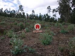 Terreno R�stico - Malta, Vila do Conde, Porto - Miniatura: 4/4