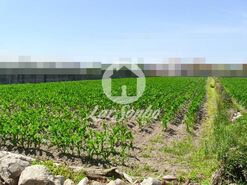 Terreno R�stico - Touguinha, Vila do Conde, Porto - Miniatura: 1/1
