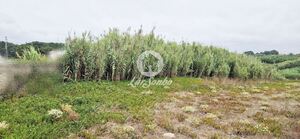 Terreno R�stico - Vila do Conde, Vila do Conde, Porto - Miniatura: 4/11
