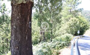 Terreno R�stico - Vilar da Veiga, Terras de Bouro, Braga - Miniatura: 5/5