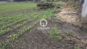 Terreno R�stico - Junqueira, Vila do Conde, Porto - Miniatura: 12/17