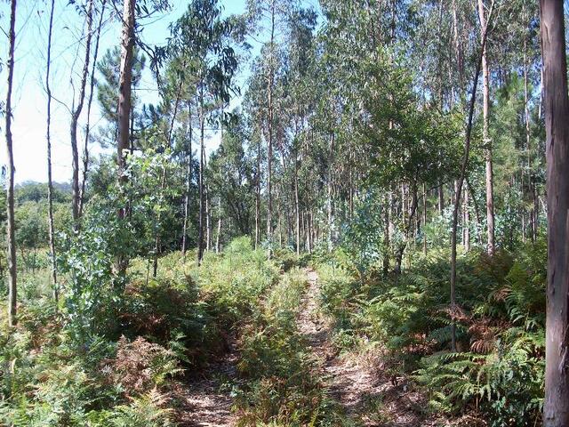 Terreno R�stico - Junqueira, Vila do Conde, Porto - Imagem grande