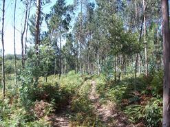 Terreno R�stico - Junqueira, Vila do Conde, Porto