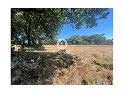 Terreno R�stico - Alvelos, Barcelos, Braga - Miniatura: 2/4
