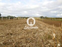 Terreno R�stico - Bougado, Trofa, Porto - Miniatura: 1/2