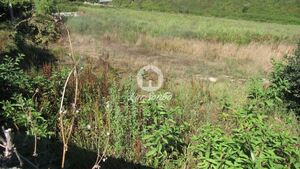 Terreno R�stico - Junqueira, Vila do Conde, Porto - Miniatura: 2/5