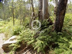 Terreno R�stico - A Ver-o-Mar, P�voa de Varzim, Porto - Miniatura: 6/9