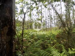 Terreno R�stico - A Ver-o-Mar, P�voa de Varzim, Porto - Miniatura: 7/9