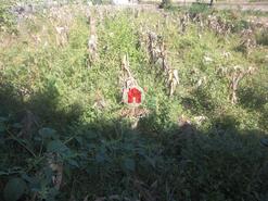 Terreno R�stico - P�voa de Varzim, P�voa de Varzim, Porto - Miniatura: 4/4