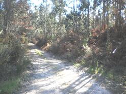 Terreno R�stico - Gi�o, Vila do Conde, Porto - Miniatura: 1/6