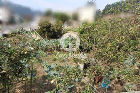 Terreno R�stico - Joane, Vila Nova de Famalic�o, Braga - Miniatura: 1/1