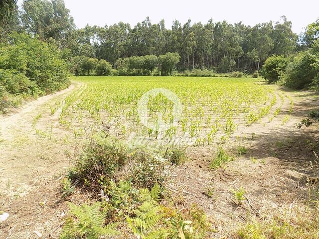 Terreno R�stico - P�voa de Varzim, P�voa de Varzim, Porto - Imagem grande