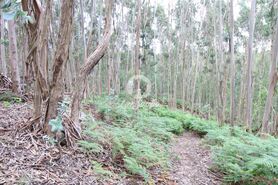Terreno R�stico - Ruiv�es, Vila Nova de Famalic�o, Braga - Miniatura: 4/9