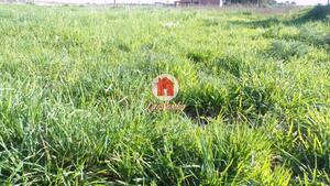 Terreno R�stico - A Ver-o-Mar, P�voa de Varzim, Porto - Miniatura: 2/2
