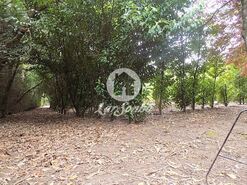 Terreno R�stico - Cruz, Vila Nova de Famalic�o, Braga - Miniatura: 7/20