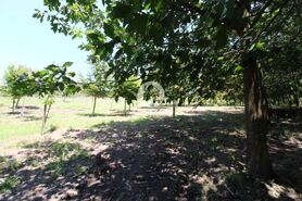 Quinta T1 - Ribeir�o, Vila Nova de Famalic�o, Braga - Miniatura: 14/22