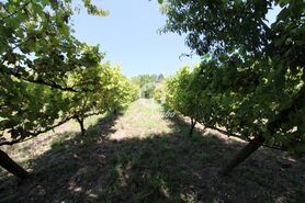 Quinta T1 - Ribeir�o, Vila Nova de Famalic�o, Braga - Miniatura: 15/22