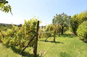 Quinta T1 - Ribeir�o, Vila Nova de Famalic�o, Braga - Miniatura: 16/22