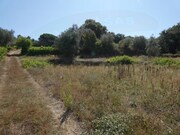 Terreno Rstico - Casais, Tomar, Santarm - Miniatura: 4/7
