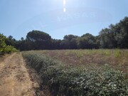 Terreno Rstico - Casais, Tomar, Santarm - Miniatura: 6/7