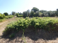 Terreno R�stico - Casais, Tomar, Santar�m