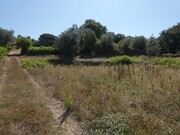 Terreno R�stico - Casais, Tomar, Santar�m - Miniatura: 4/7