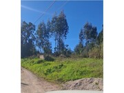 Terreno R�stico - Olalhas, Tomar, Santar�m - Miniatura: 1/9