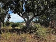 Terreno R�stico - Olalhas, Tomar, Santar�m - Miniatura: 2/9