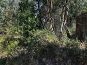 Terreno R�stico - Olalhas, Tomar, Santar�m - Miniatura: 3/9