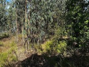 Terreno R�stico - Olalhas, Tomar, Santar�m - Miniatura: 5/9
