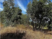 Terreno R�stico - Olalhas, Tomar, Santar�m - Miniatura: 6/9