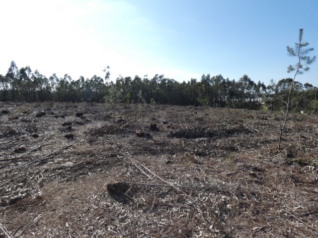 Terreno R�stico - Silveira, Torres Vedras, Lisboa - Imagem grande