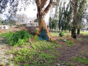 Terreno Rstico - Vila de Cucujes, Oliveira de Azemis, Aveiro - Miniatura: 7/8