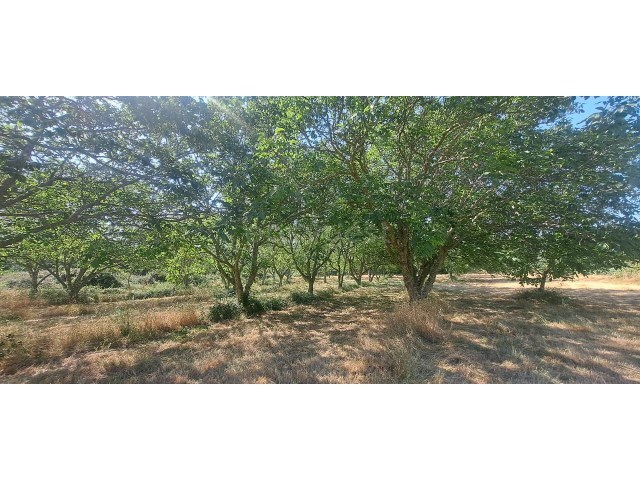 Terreno R�stico - Carvi�ais, Torre de Moncorvo, Bragan�a - Imagem grande
