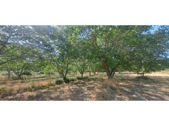 Terreno R�stico - Carvi�ais, Torre de Moncorvo, Bragan�a