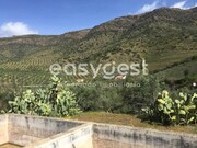 Terreno R�stico - Poiares, Freixo de Espada � Cinta, Bragan�a - Miniatura: 3/9